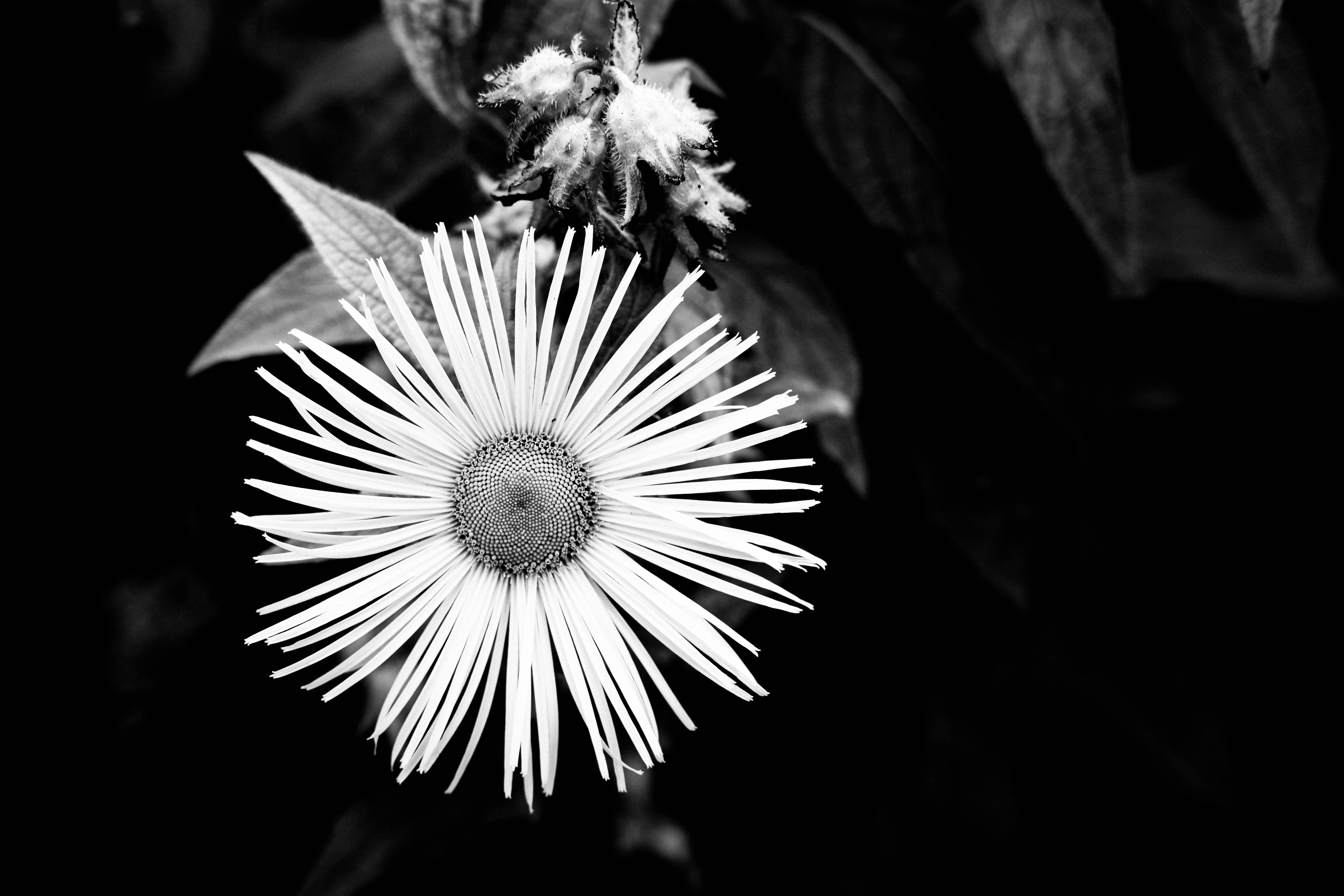 grayscale photo of white flower